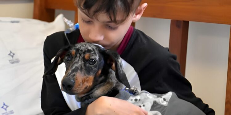 Cachorrinho no hospital