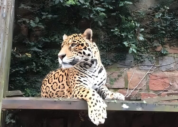 Foto: Divulgação/Zoológico de Sapucaia do Sul