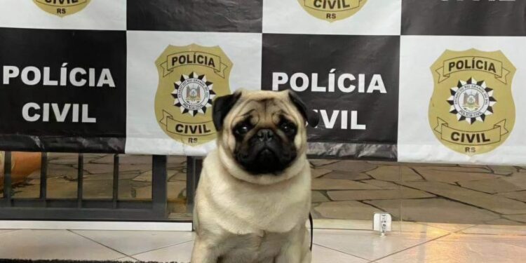 Foto: Divulgação/Polícia Civil