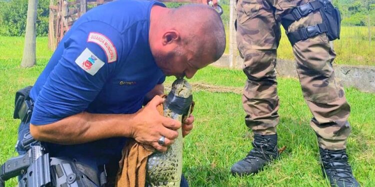 Foto: Divulgação/Guarda Municipal