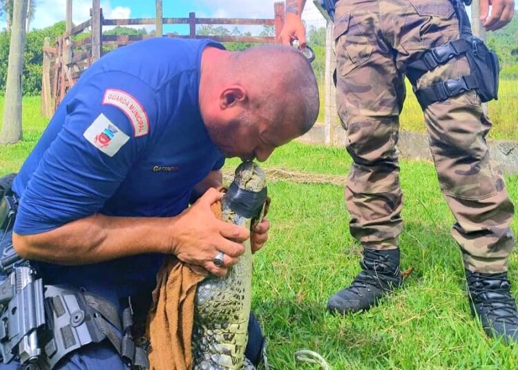 Foto: Divulgação/Guarda Municipal