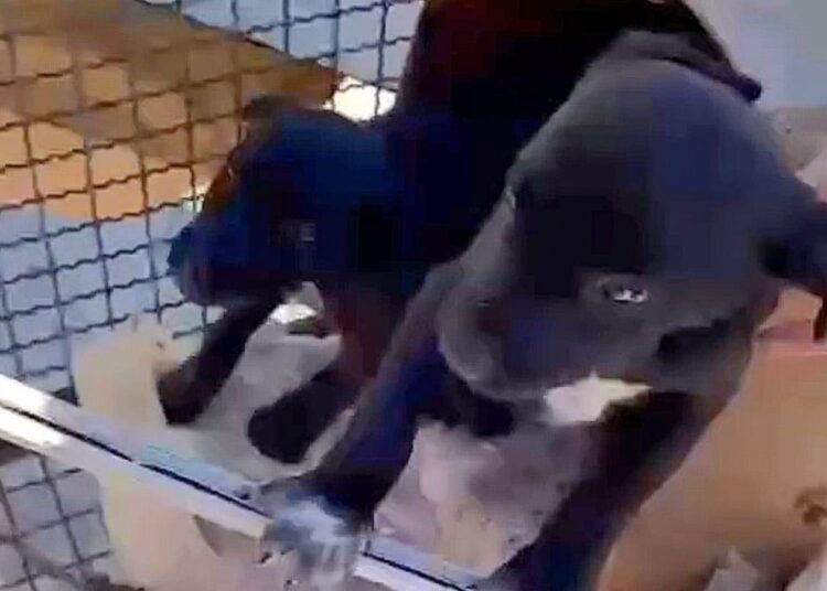 Foto: Divulgação/PMCB