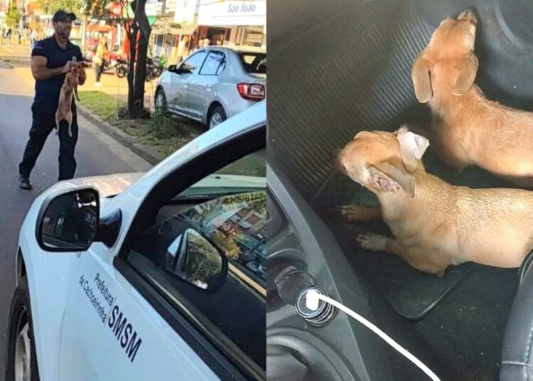 Foto: Fiscalização de Trânsito de Cachoeirinha