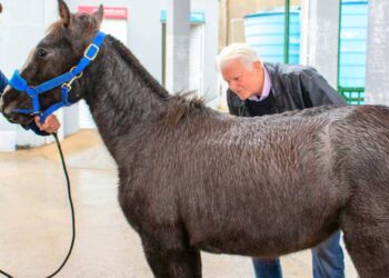 Foto: Pedro G. Selistre/PMSL