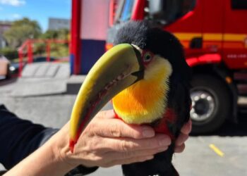 Foto: Divulgação/CBMRS