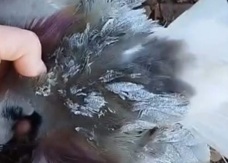 Foto: Reprodução/Redes Sociais