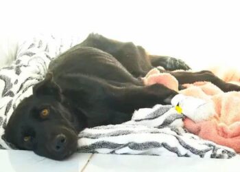 Foto: Reprodução/Redes Sociais