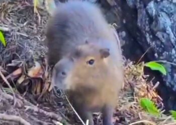 Foto: Reprodução/Redes Sociais