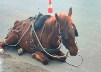 Foto: Divulgação/Brigada Militar