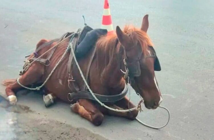 Foto: Divulgação/Brigada Militar