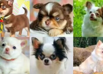 Foto: Reprodução/Redes Sociais