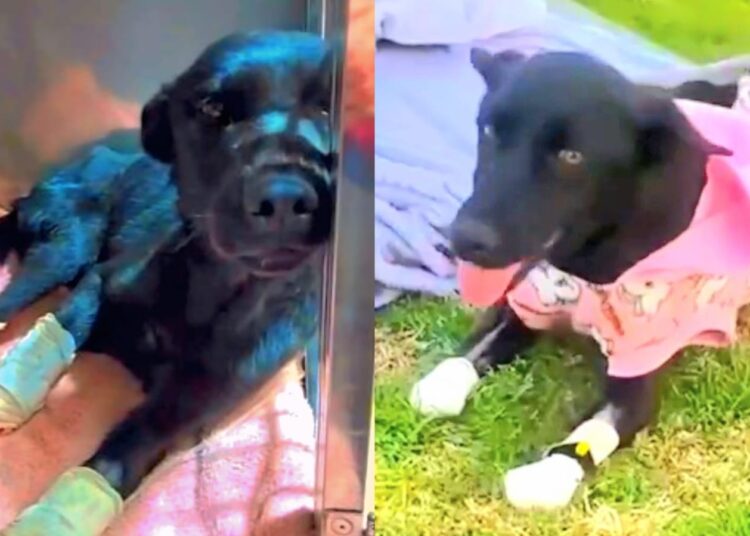 Foto: Protetores Caseiros