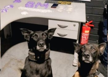 Foto: Divulgação/PMG