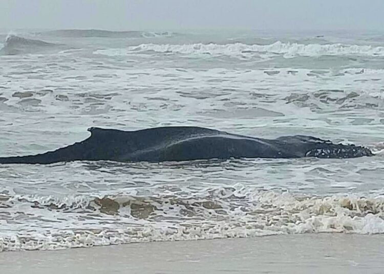 Foto: Reprodução/Redes Sociais