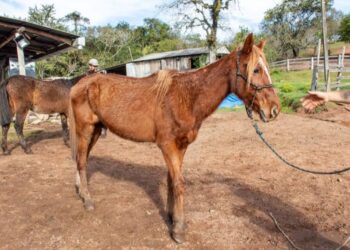 Foto: Pedro Selistre/PMSL