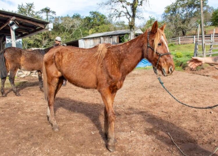 Foto: Pedro Selistre/PMSL