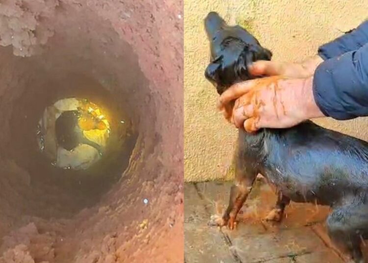 Foto: Divulgação/CBMSC