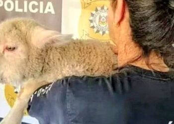 Foto: Divulgação/Polícia Civil