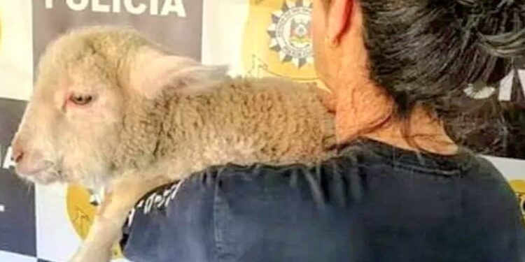 Foto: Divulgação/Polícia Civil