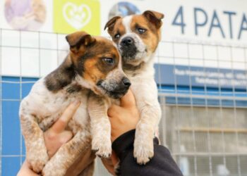 Foto: Divulgação/PMC