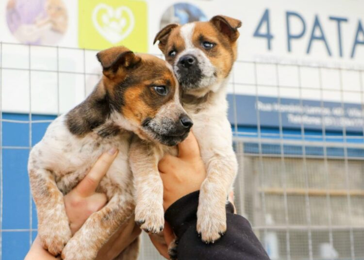 Foto: Divulgação/PMC