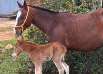 Foto: Divulgação/EPTC Porto Alegre