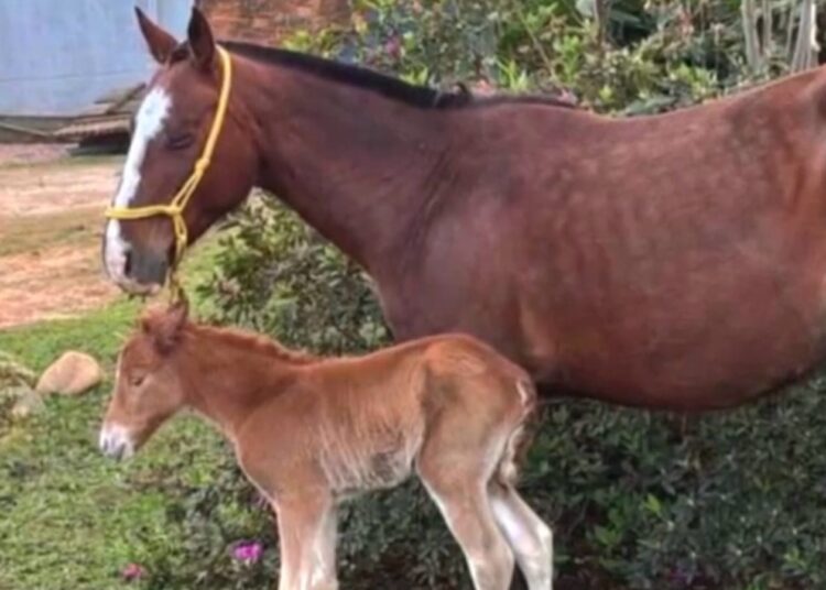 Foto: Divulgação/EPTC Porto Alegre