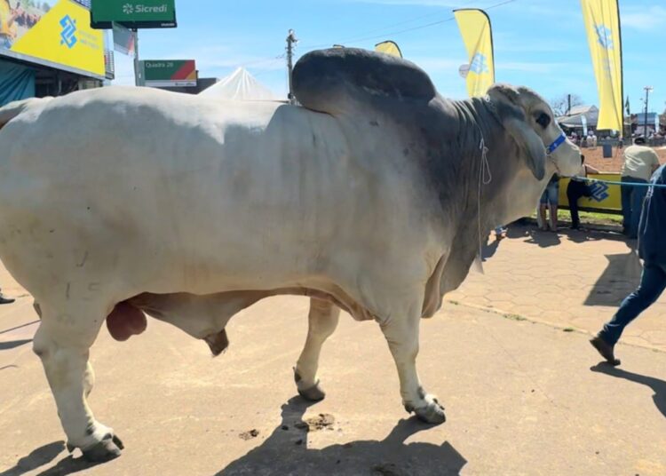 Foto: Divulgação/Expointer