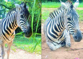 Foto: Divulgação/Zoológico Sapucaia do Sul