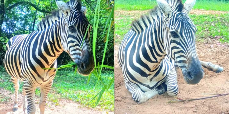 Foto: Divulgação/Zoológico Sapucaia do Sul