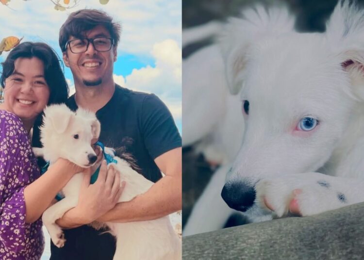 Foto: Jean Carlos/Zoki