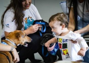 Foto: Cristine Rochol/PMPA