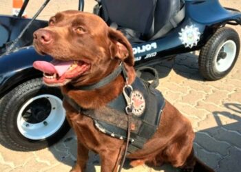 Foto: Divulgação/Polícia Civil