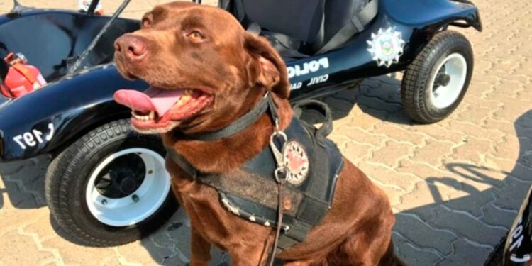 Foto: Divulgação/Polícia Civil