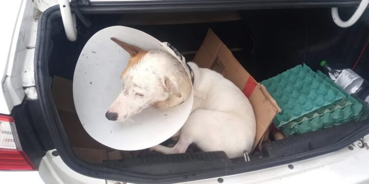 Foto: Fiscalização de Trânsito de Cachoeirinha