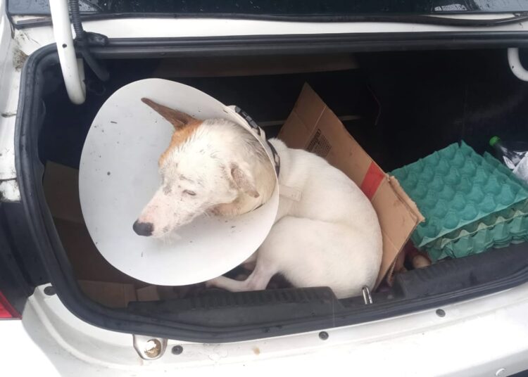 Foto: Fiscalização de Trânsito de Cachoeirinha