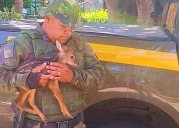 Foto: 3º Batalhão de Polícia Ambiental