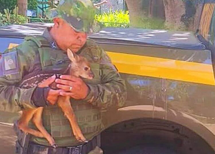 Foto: 3º Batalhão de Polícia Ambiental