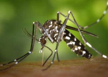 Aedes aegypti