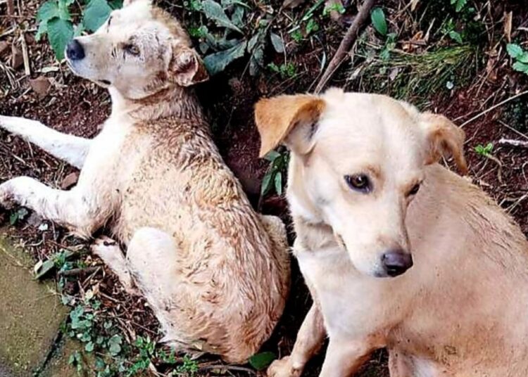 Dois cães resgatados pela PRF