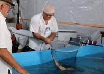 Feira do Peixe em Gravataí