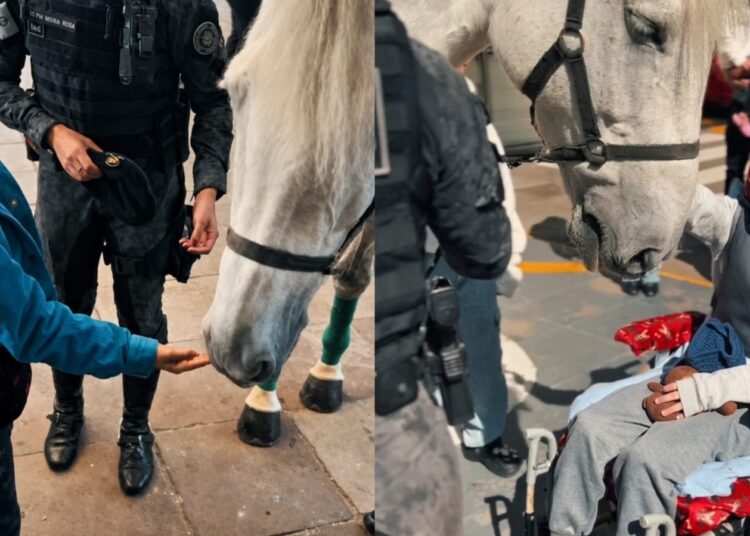 Cavalo da Brigada Militar no Hospital da Santa Casa.