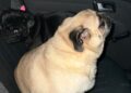 Cães recuperados policia civil de Cachoeirinha
