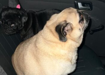 Cães recuperados policia civil de Cachoeirinha