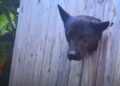 Cão curioso em PAsso Fundo