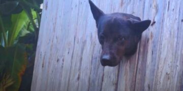 Cão curioso em PAsso Fundo