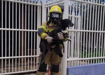 cão salvo por bombeiro