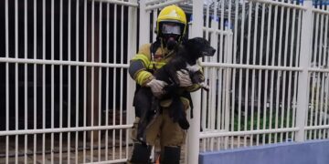 cão salvo por bombeiro